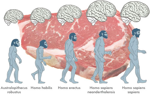 El consumo de carne y el desarrollo del cerebro